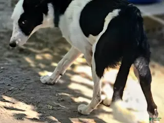 Border Collie dogs I-dog - Ad 23