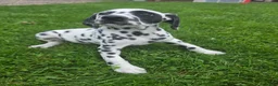 Dalmatian dogs for sale: Dalmatian Female 3 - Ad 2
