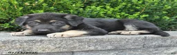 German Shepherd dogs for sale: Dana - Ad 3