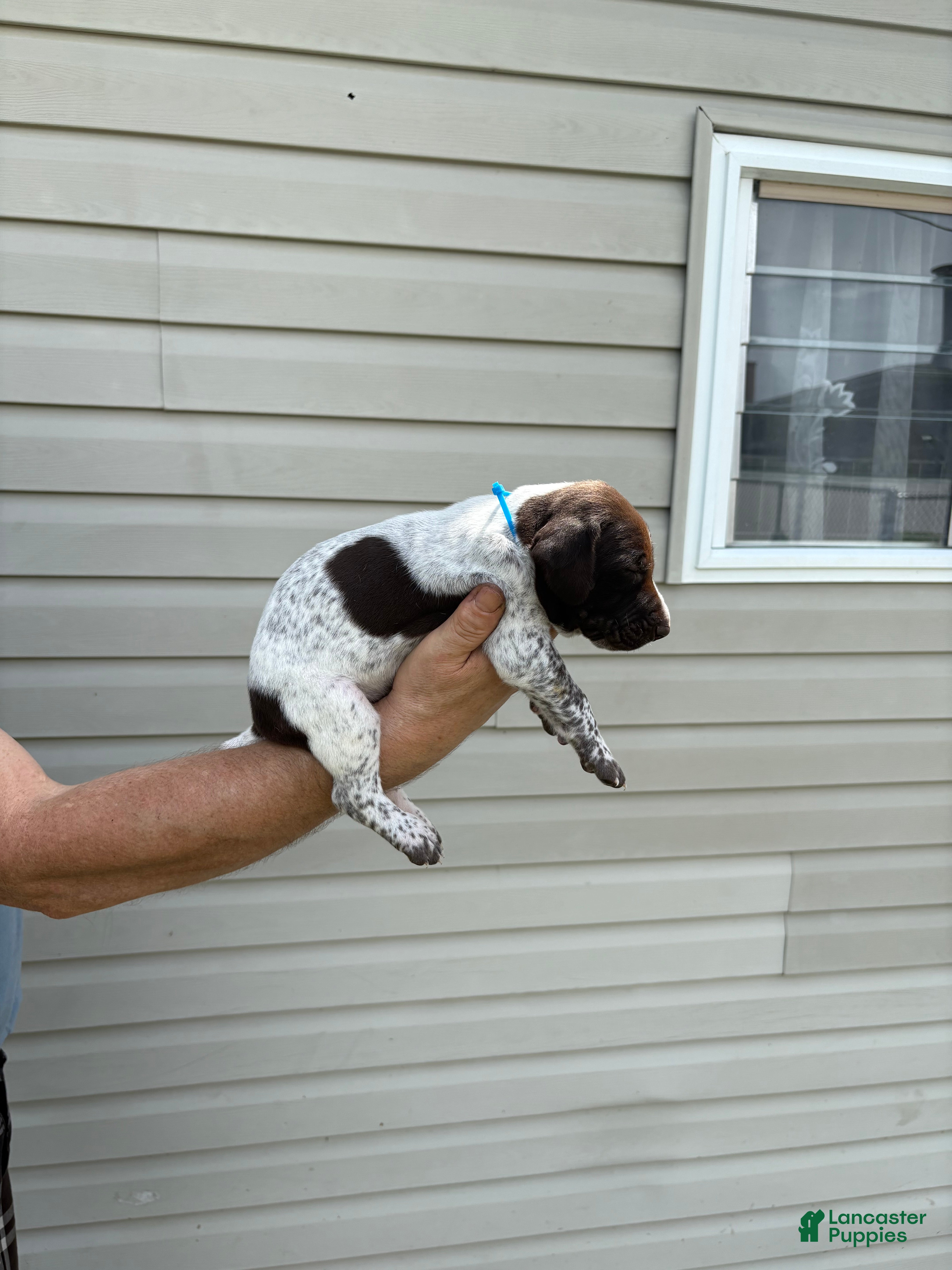 German Shorthaired Pointer dogs German Shorthaired Pointer 3 - Ad 1