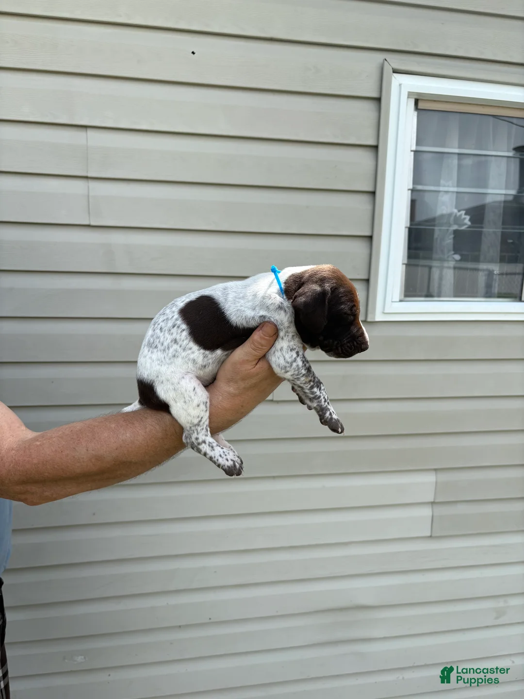 German Shorthaired Pointer dogs for sale: German Shorthaired Pointer 3 - Ad 1