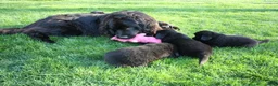 Newfoundland dogs for sale: Ember - Ad 16