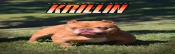 American Bully dogs for sale: Fendi - Ad 9