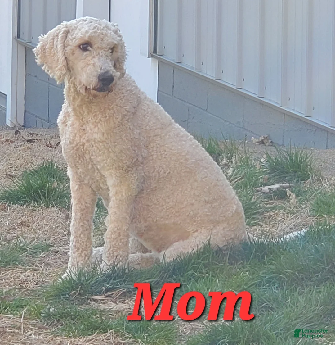 Goldendoodle dogs for sale: Goldendoodle Black - Ad 2