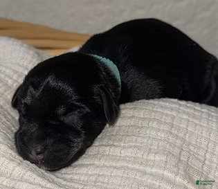 Miniature Schnauzer dogs for sale: Ted - Ad 4