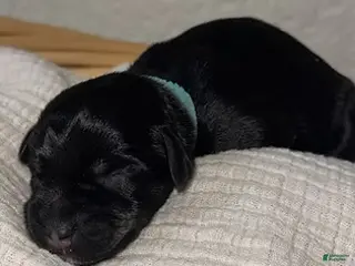 Miniature Schnauzer dogs for sale: Ted - Ad 4