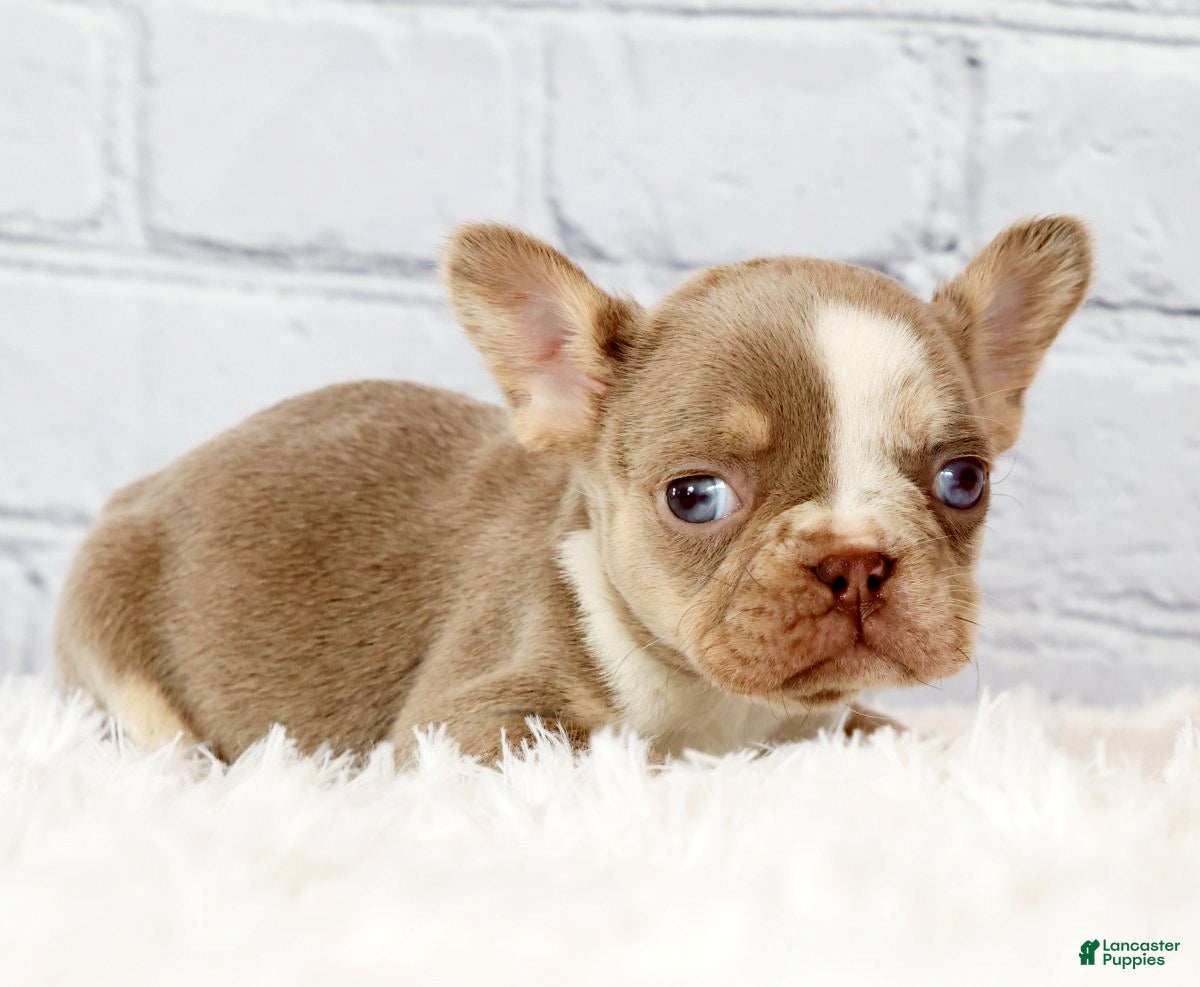 French Bulldog dogs Stella - Ad 1
