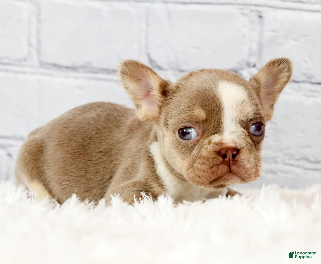 French Bulldog dogs for sale: Stella - Ad 1