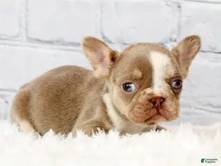 French Bulldog dogs for sale: Stella - Ad 3
