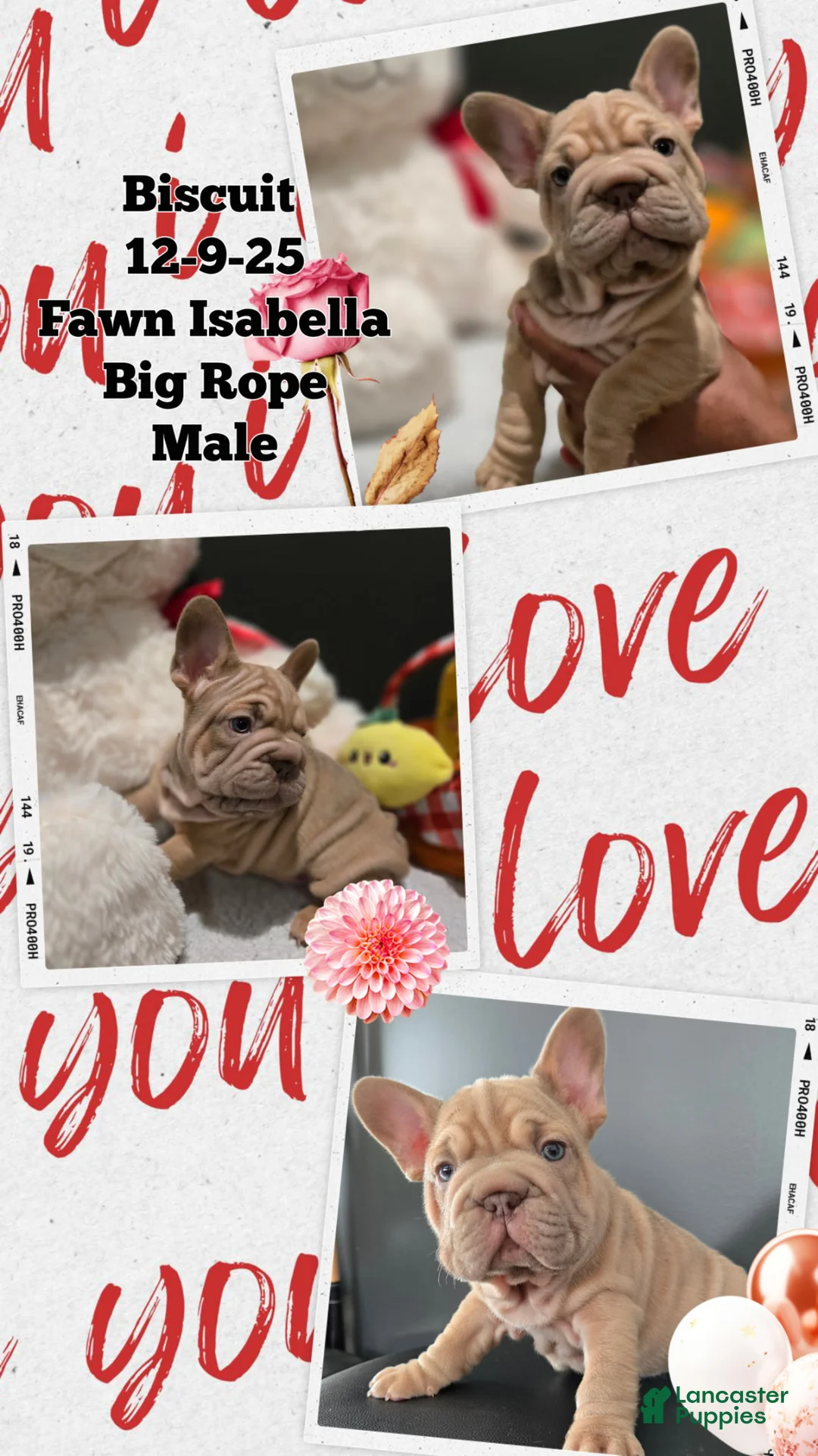 French Bulldog dogs for sale: French Bulldog Puppy 2 - Ad 1