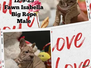 French Bulldog dogs French Bulldog Puppy 2 - Ad 7