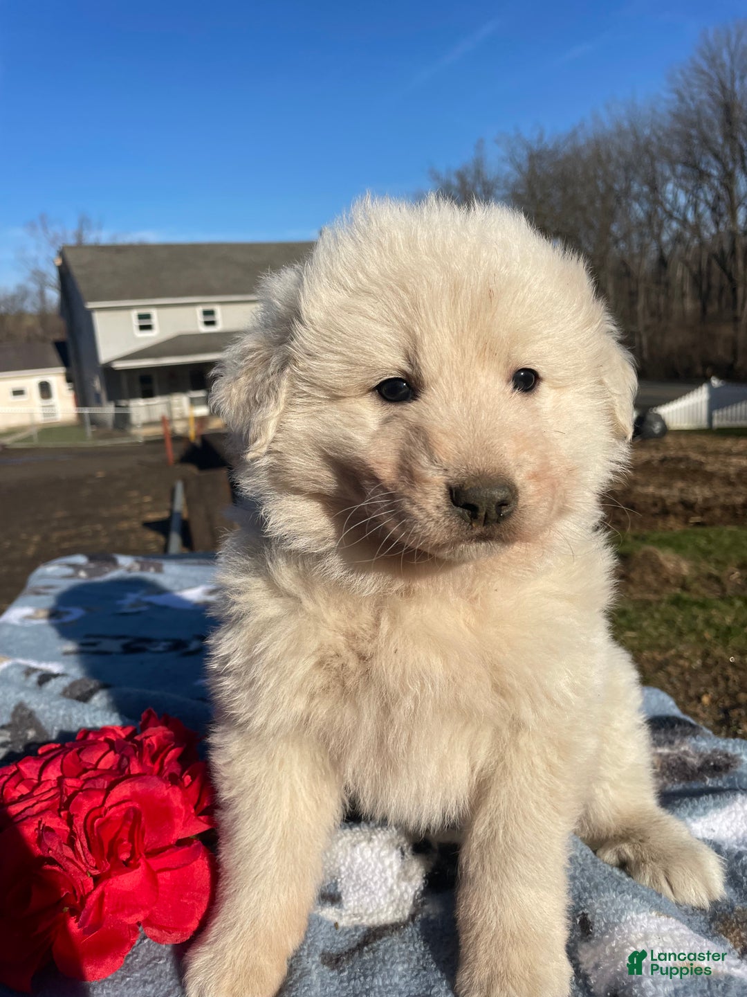 Great Pyrenees dogs for sale: Fluffy - Ad 3