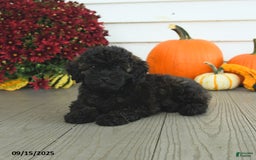 Mini Goldendoodle dogs for sale: Coconut - Image 15
