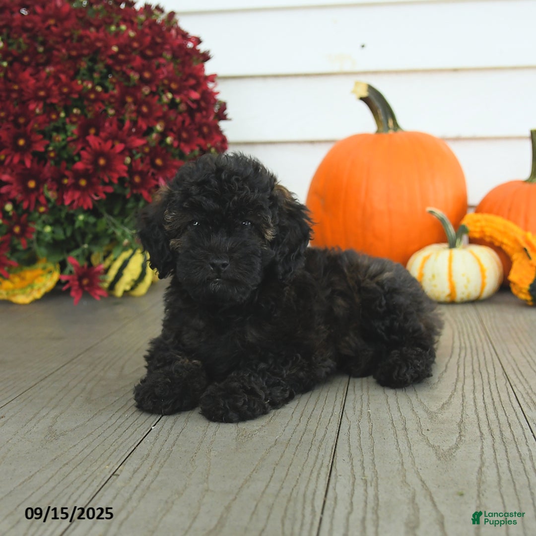 Mini Goldendoodle dogs for sale: Coconut - Image 15
