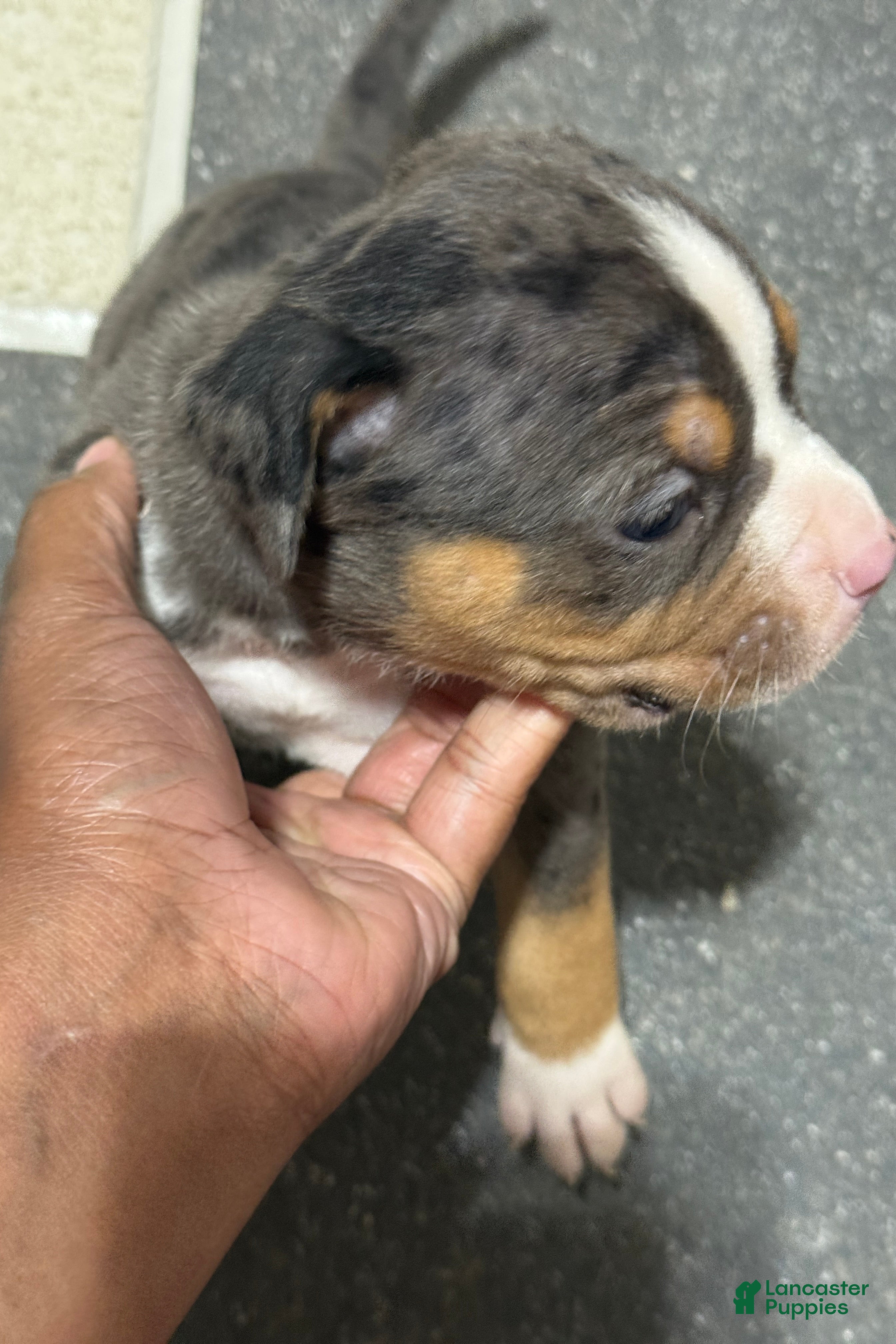 American Bully dogs Koba - Ad 2