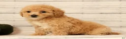 Bichpoo dogs for sale: Oprah - Ad 6