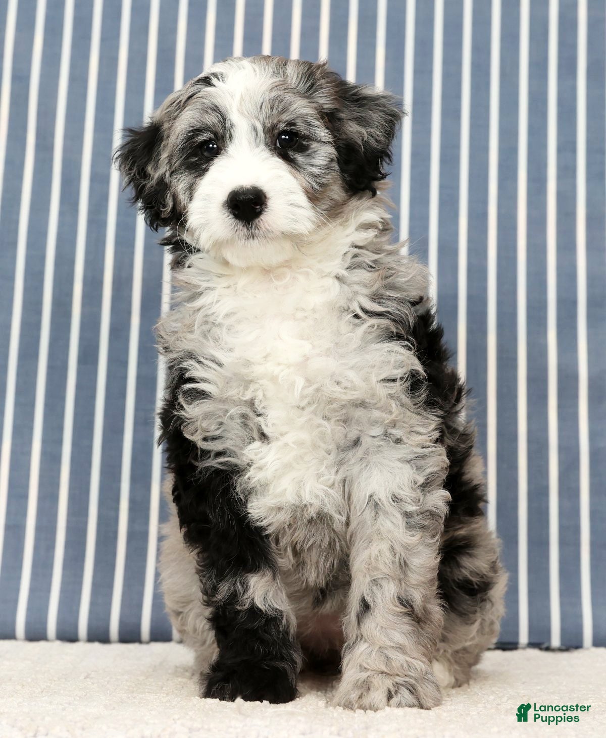 Mini Bernedoodle dogs Tabby - Ad 2