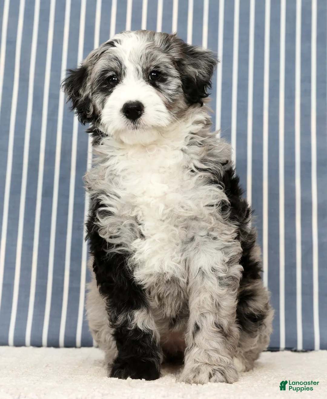 Mini Bernedoodle dogs for sale: Tabby - Ad 2