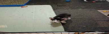 Siberian Husky 5