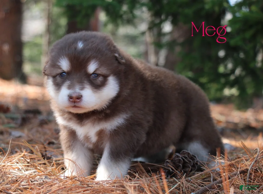 Alaskan Malamute dogs for sale: Meg - Ad 1
