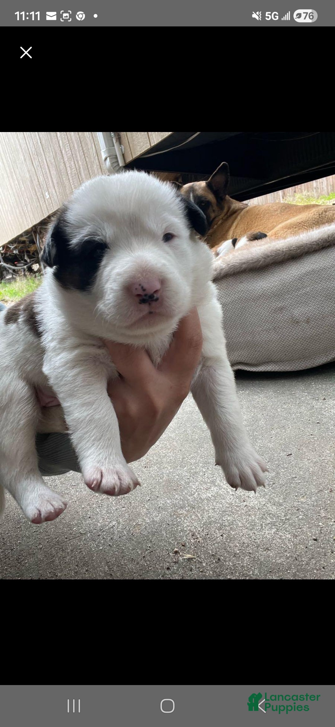 Goberian dogs Siberian husky/ golden retriever Puppy 4 - Ad 18