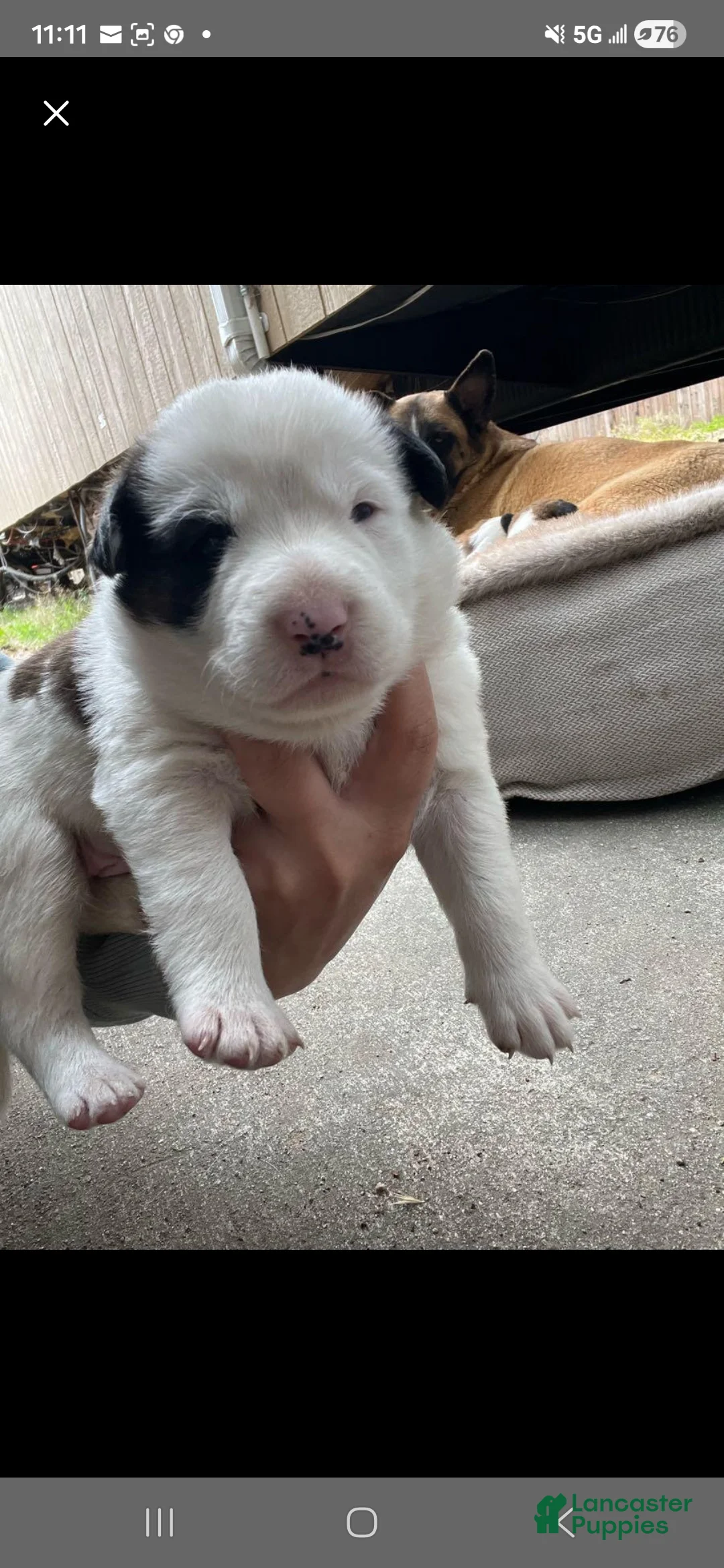 Goberian dogs for sale: Siberian husky/ golden retriever Puppy 4 - Ad 1