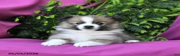 Pomeranian dogs for sale: George - Ad 2