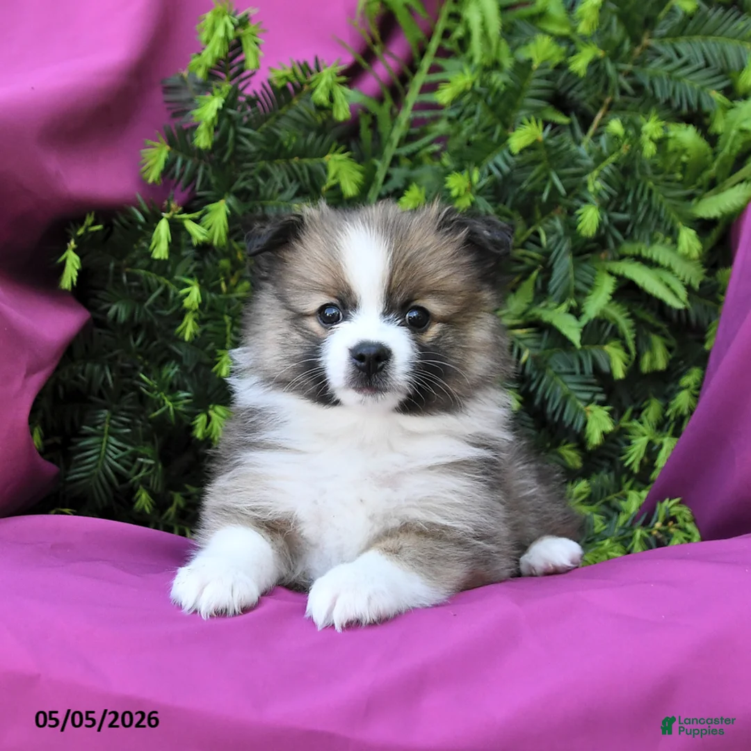 Pomeranian dogs for sale: George - Ad 2