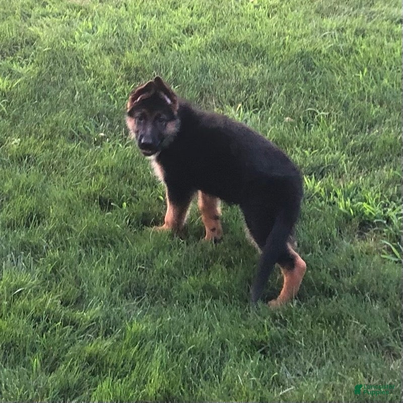 German Shepherd dogs Ella - Ad 2