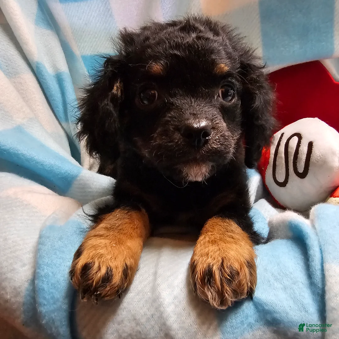Cavapoo dogs for sale: TANGE - Ad 1