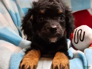 Cavapoo dogs for sale: TANGE - Ad 2