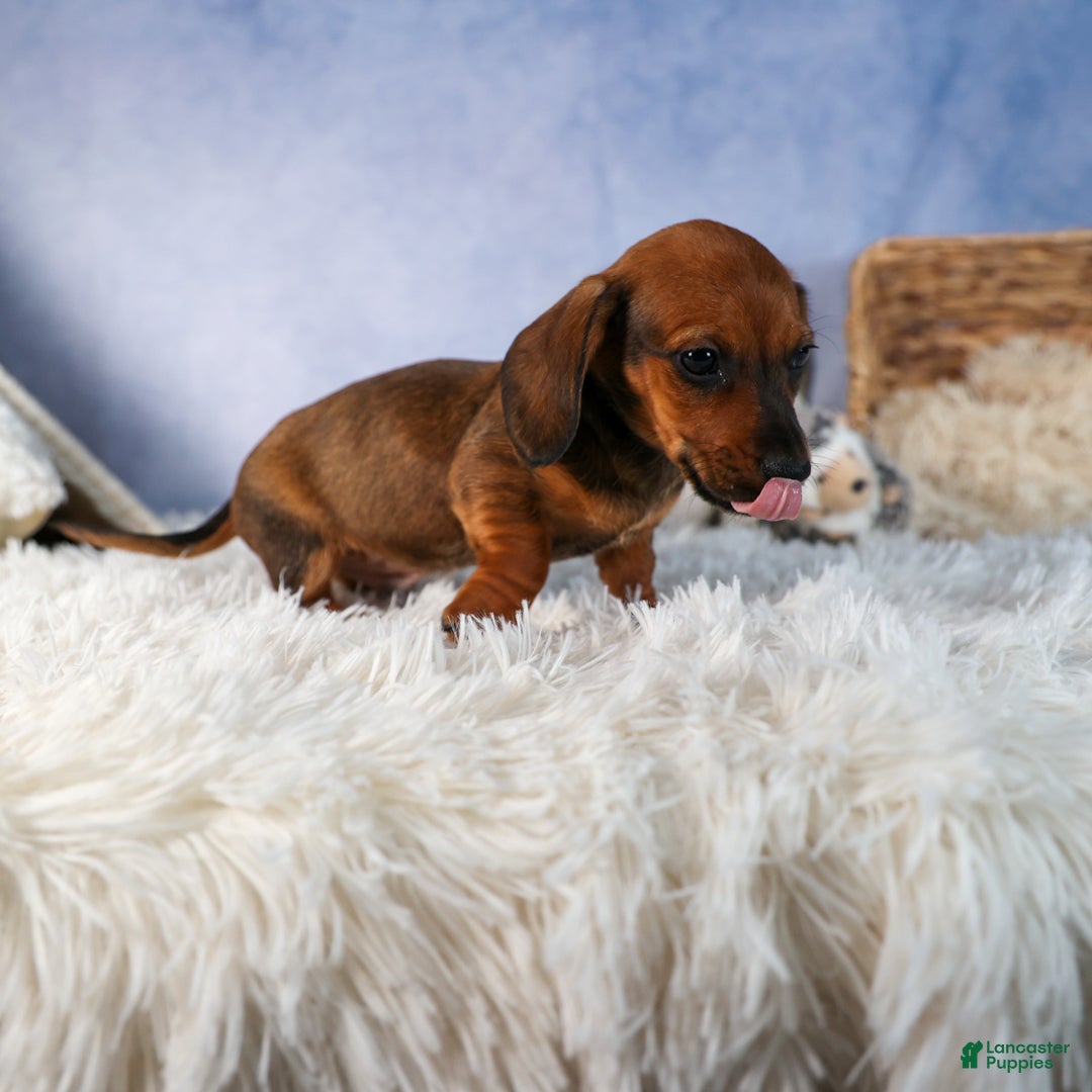 Miniature Dachshund dogs for sale: Cody - Ad 18