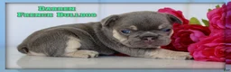 French Bulldog dogs for sale: Darren - Ad 1