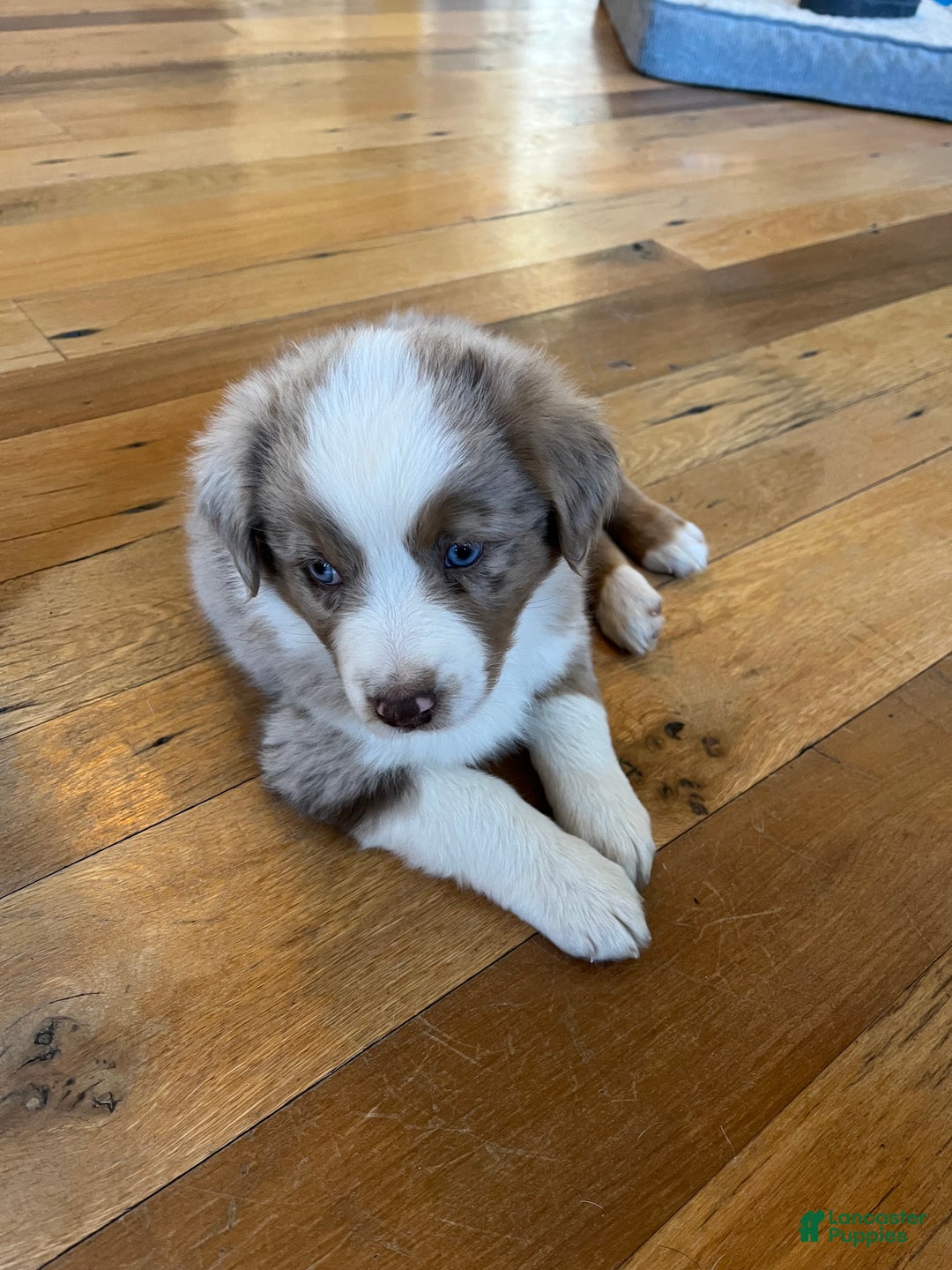 Australian Shepherd dogs for sale: Racheal  - Ad 2