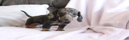 Miniature Dachshund dogs for sale: Steph - Ad 1