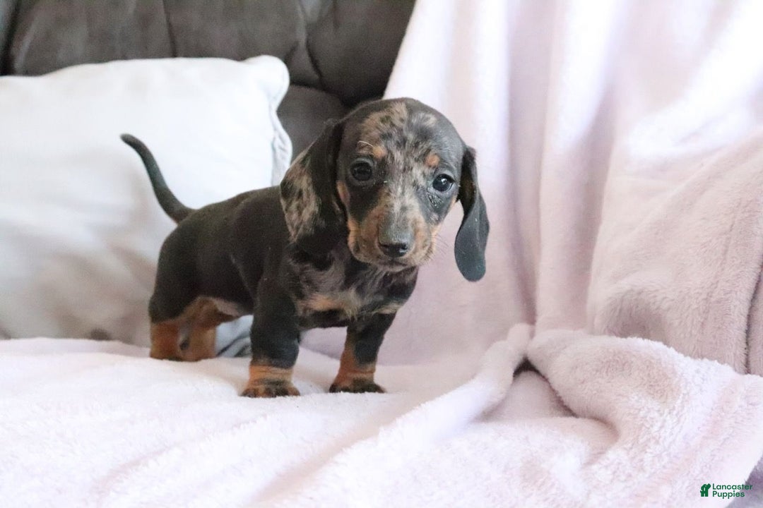 Miniature Dachshund dogs for sale: Steph - Ad 1