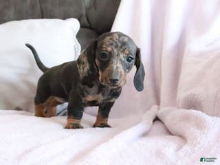 Miniature Dachshund dogs Steph - Ad 32