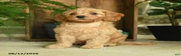 Cavapoo dogs for sale: Poppy - Ad 2