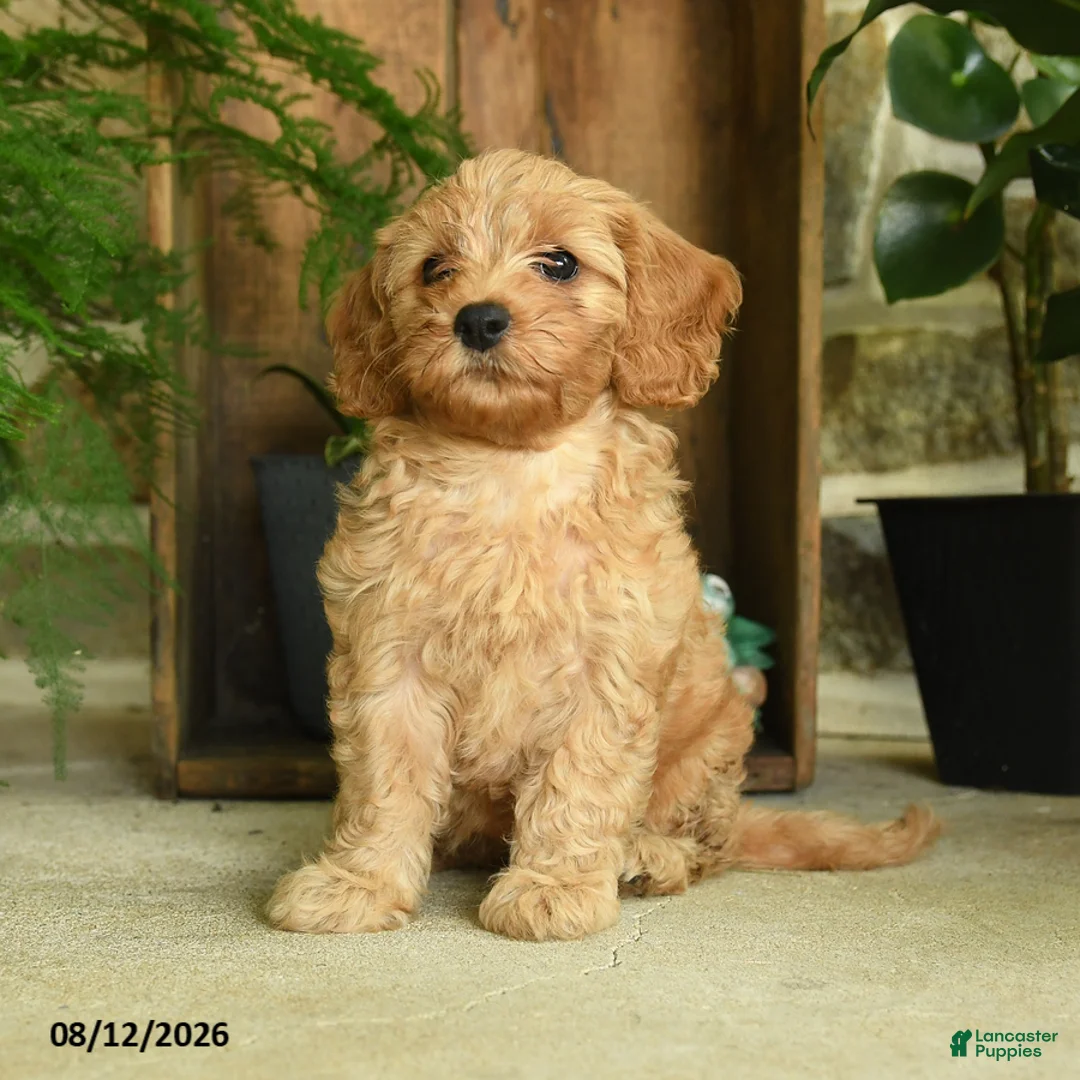 Cavapoo dogs for sale: Poppy - Ad 2