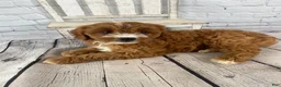 Cavapoo dogs for sale: Chloe - Ad 6