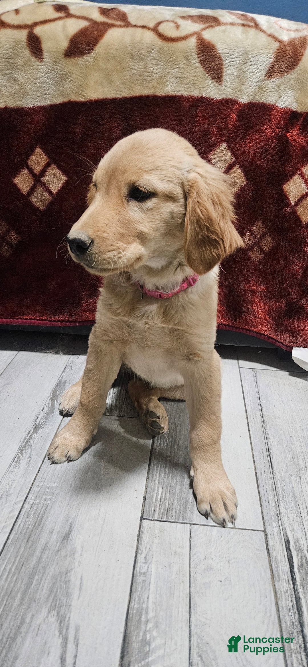 Golden Retriever dogs for sale: Pink - Ad 1