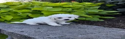 Bichon Frise dogs for sale: Buddy  - Ad 6