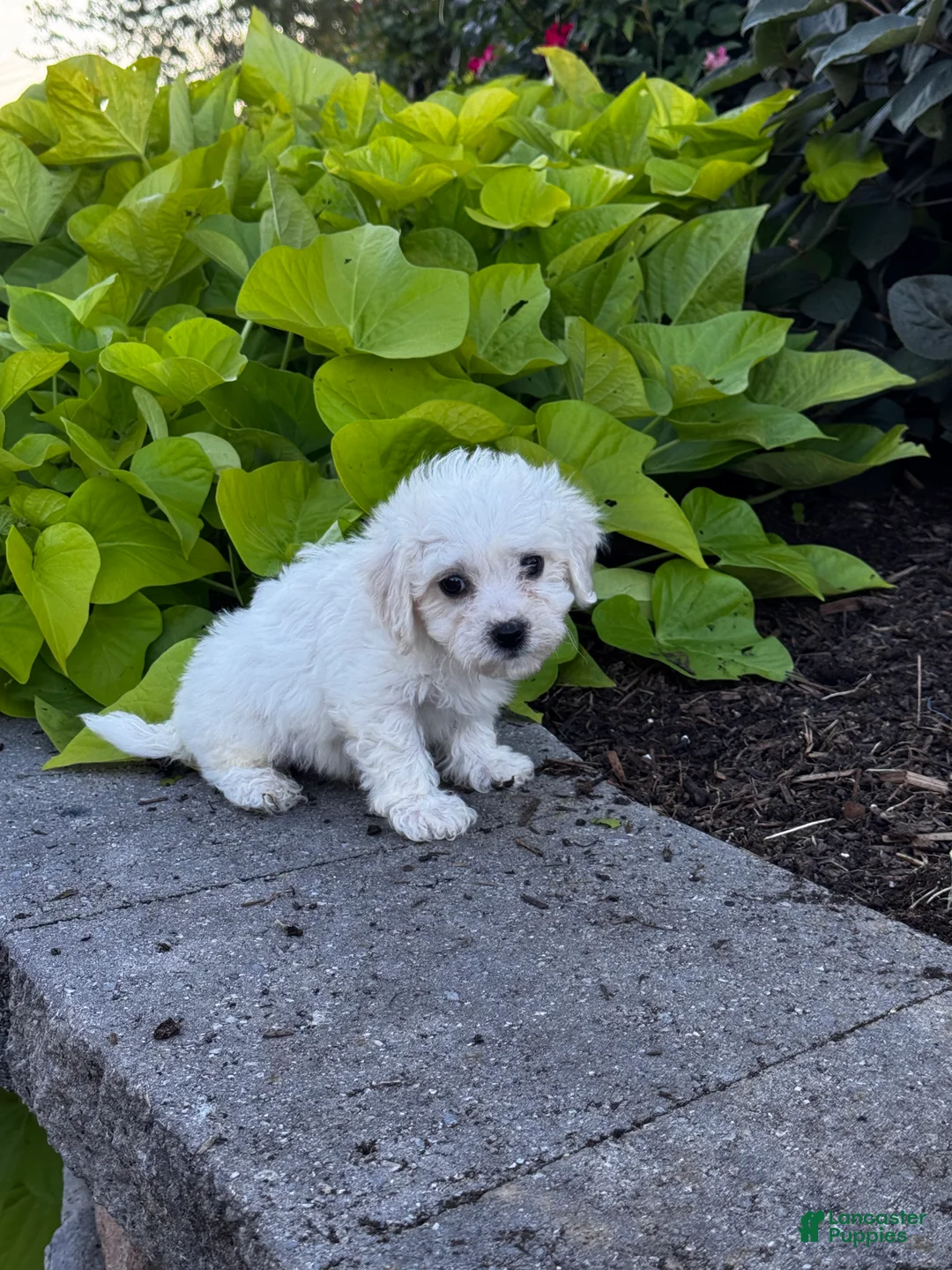 Bichon Frise dogs for sale: Buddy  - Ad 6