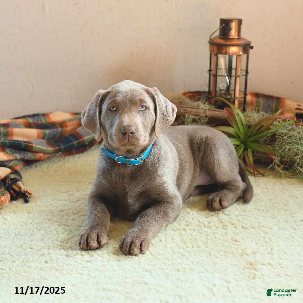 Labrador Retriever dogs Ginny - Ad 28