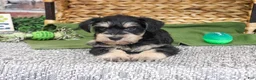 Miniature Schnauzer dogs for sale: Elijah - Ad 6