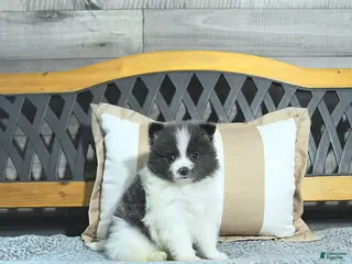 Pomeranian dogs for sale: Cameron - Ad 4