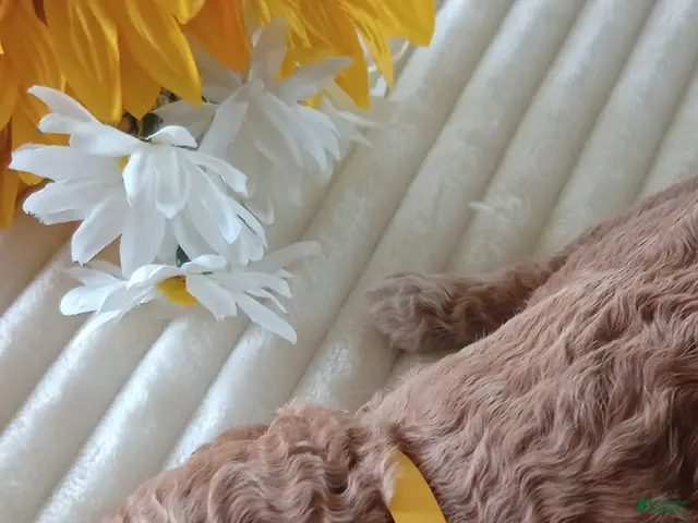 Mini Goldendoodle dogs for sale: Mr. Leon - Ad 6