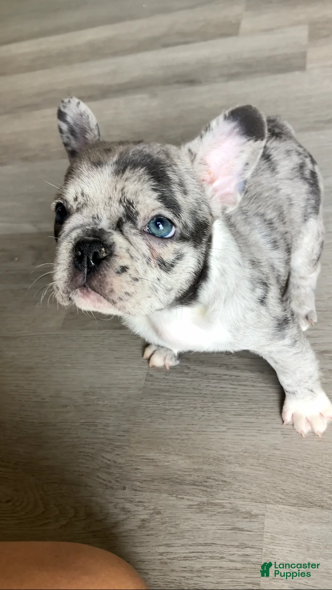French Bulldog dogs for sale: Pebbles is TINY - Ad 2