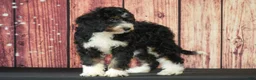 Bernedoodle dogs for sale: Spring - Ad 3