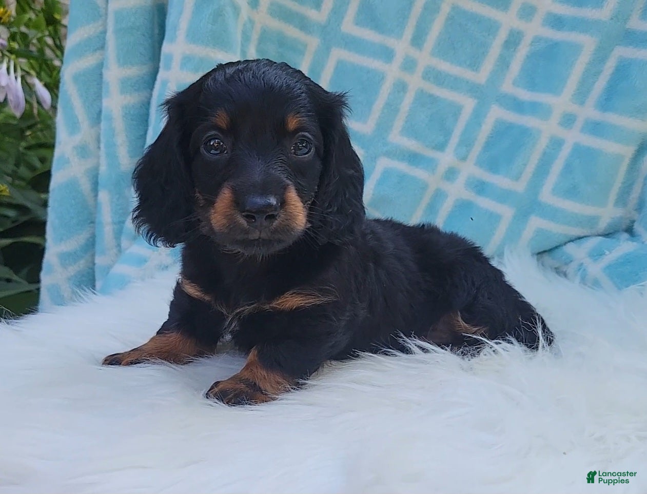 Miniature Dachshund dogs Vander - Ad 1